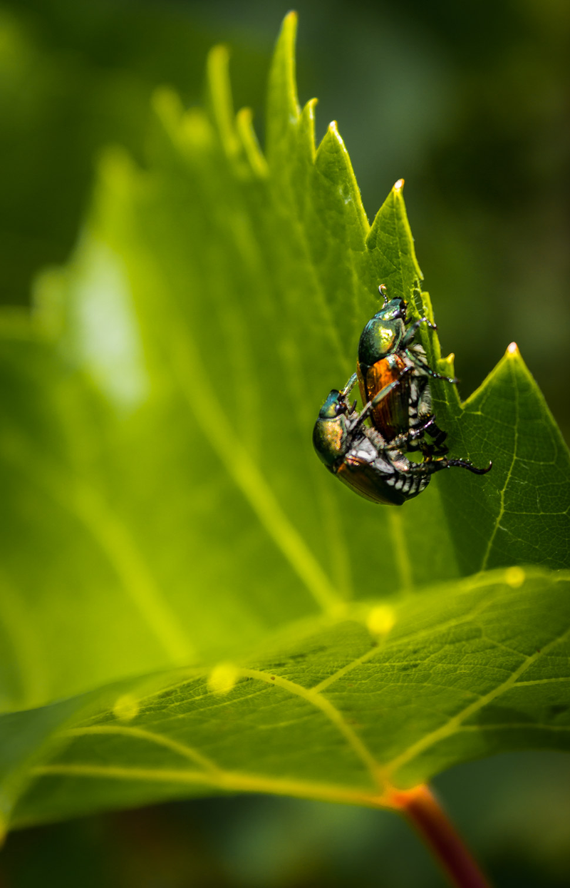 Illustration for article titled Shooting Challenge: Bugs 1